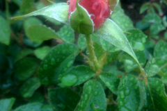 roses, Longwood Gardens
